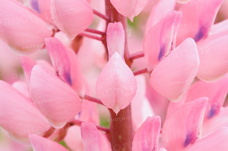 Close up of the multiflora lupine flower