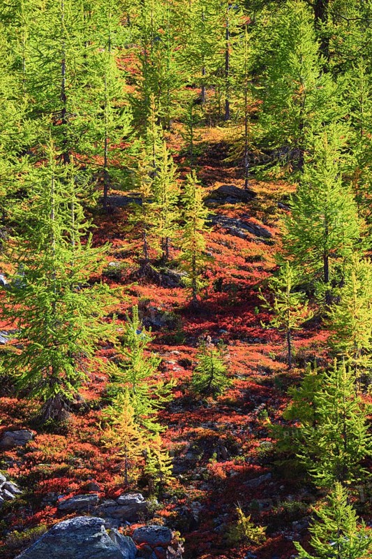 Alpine flora in autumn