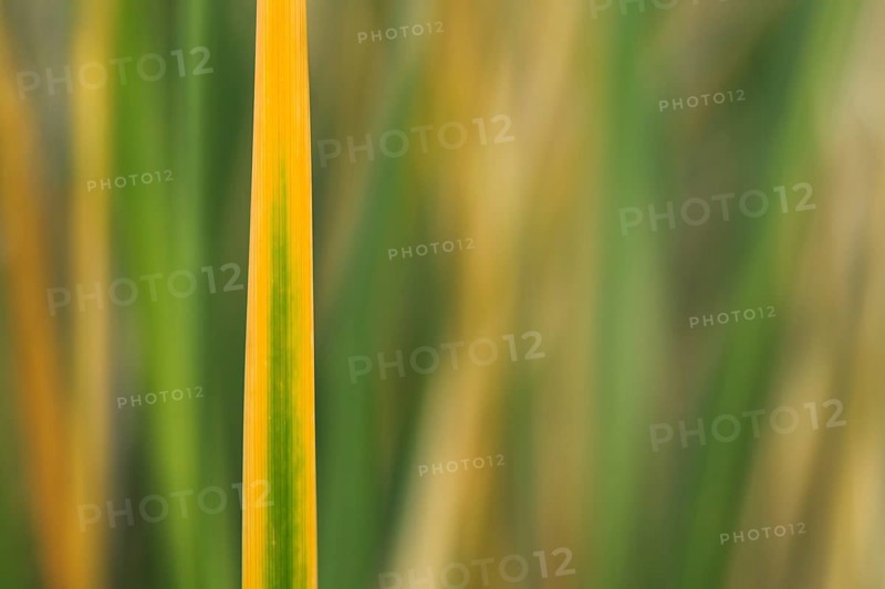Marram Grass
