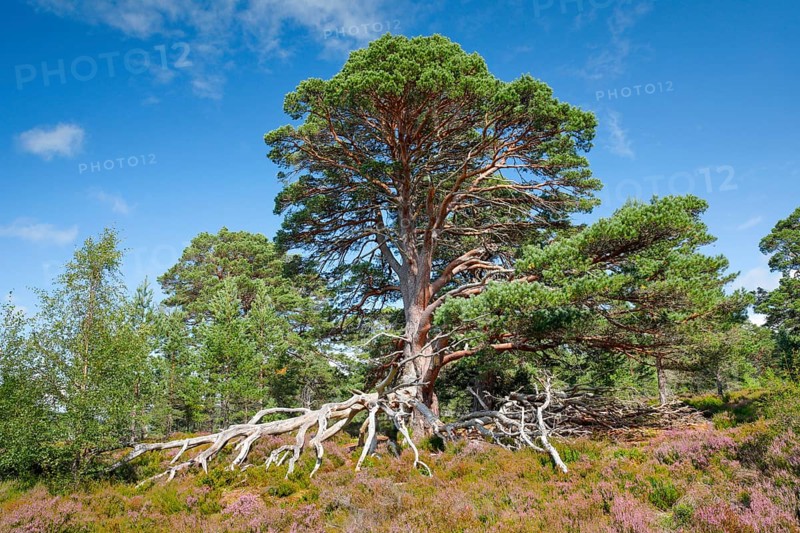 Scots pine