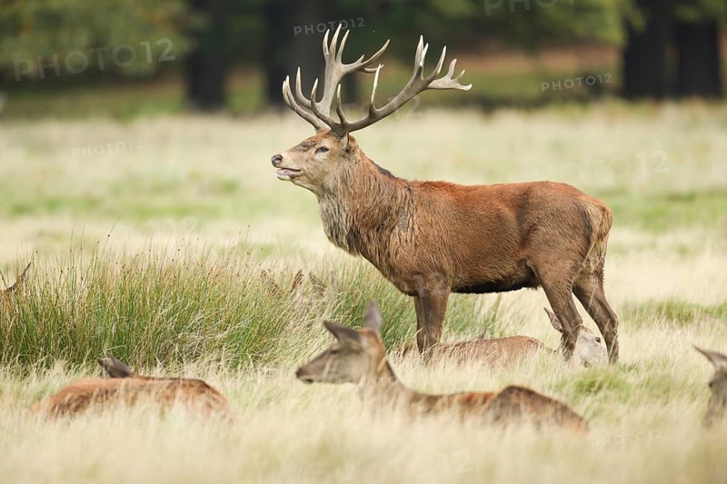 Red Deer or Hart