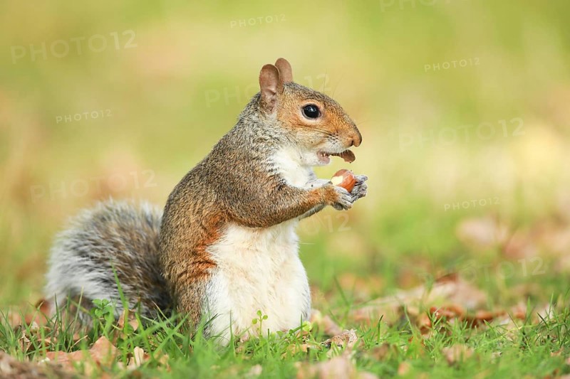 Eastern gray squirrel