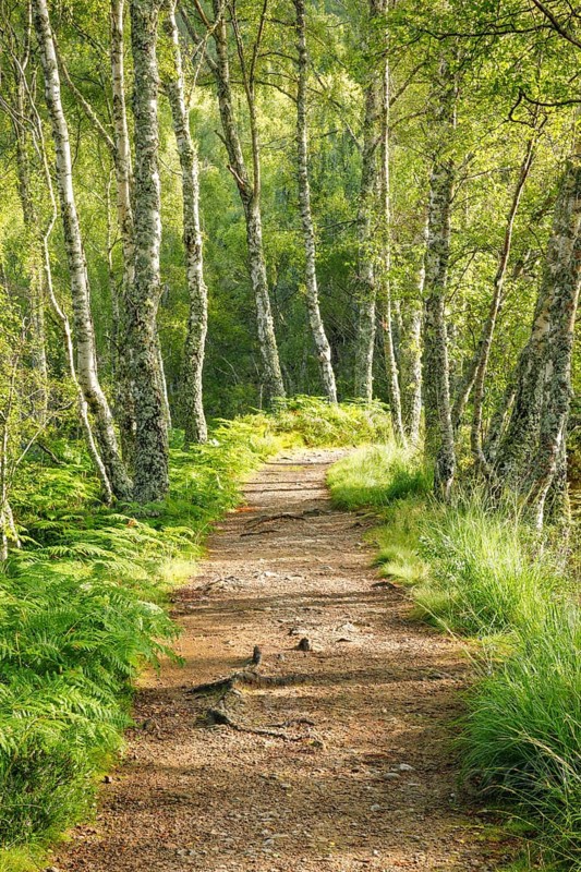 Footpath in birch forest