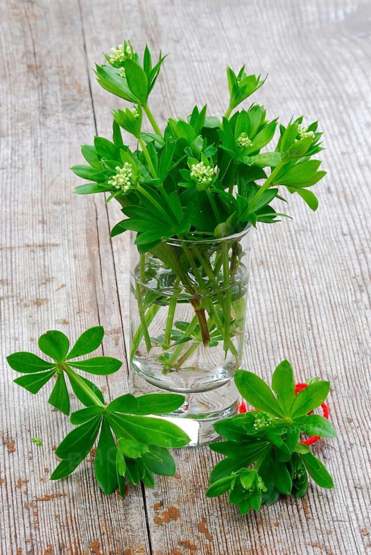 Real Galium odoratum