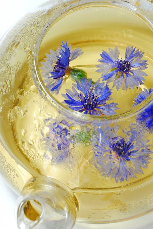 Cornflowerstea