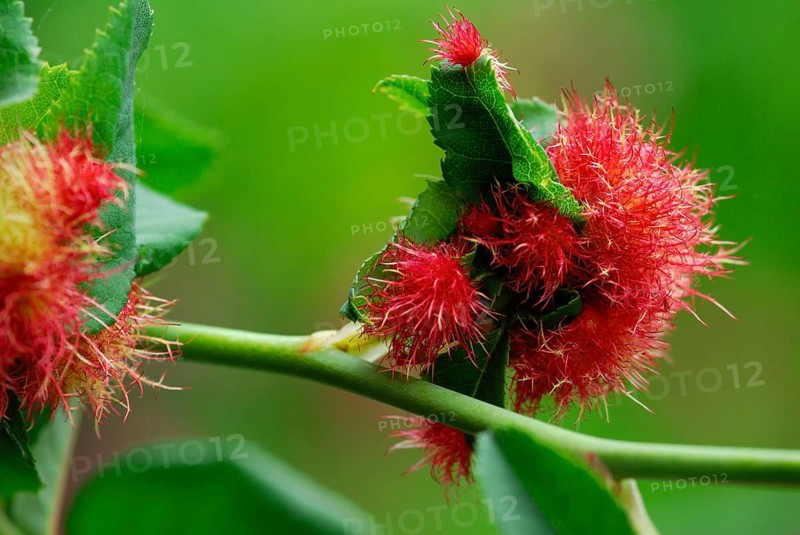 Mossyrose gall wasp