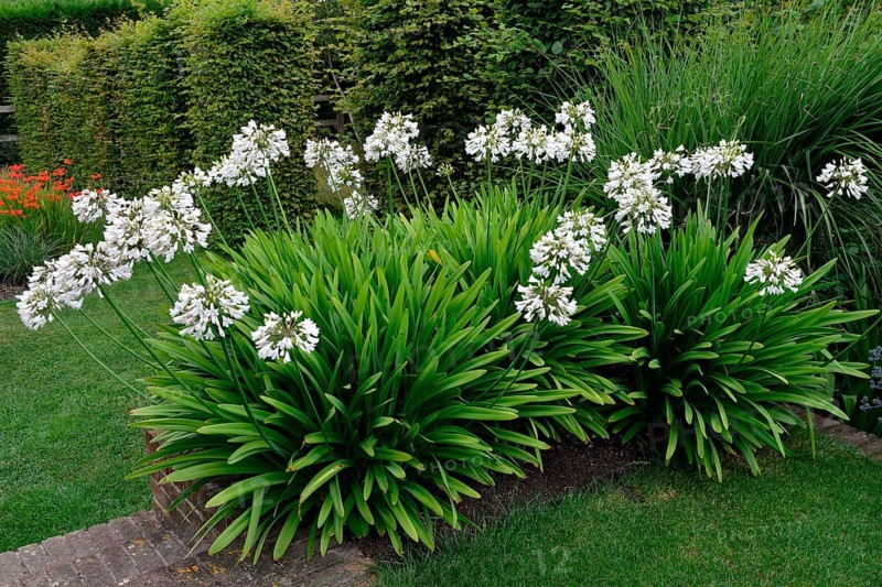 Tubular lily