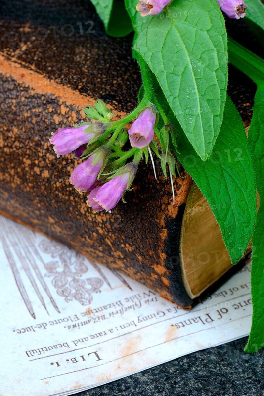 Comfrey