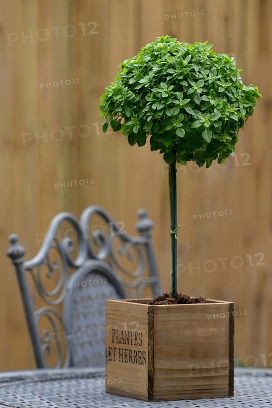Greek Basil