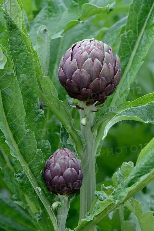 Artichoke