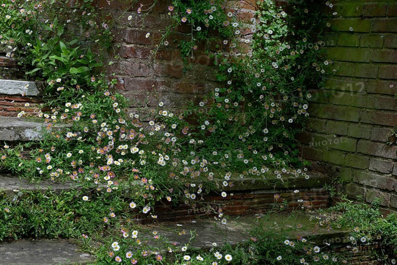 Mexican fleabane
