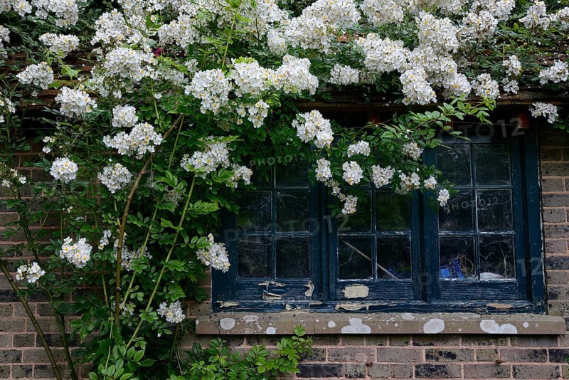 White climbing rose on house with old window