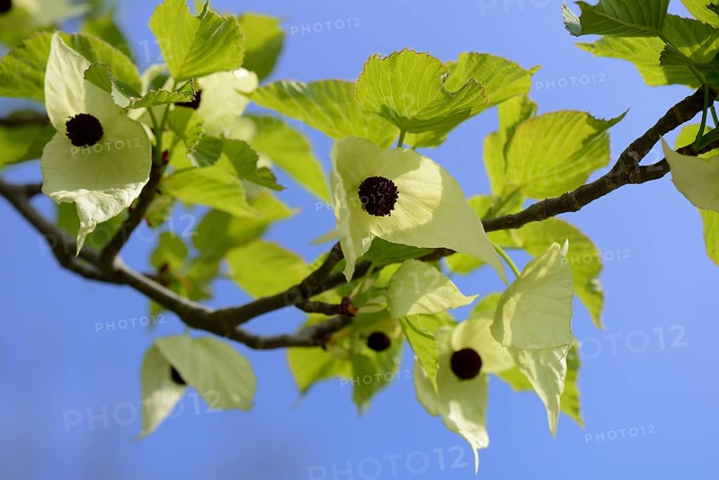 Handkerchief tree