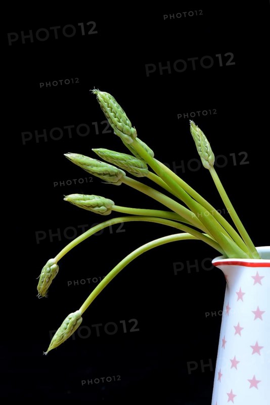 Pyrenees-Star-of-Bethlehem