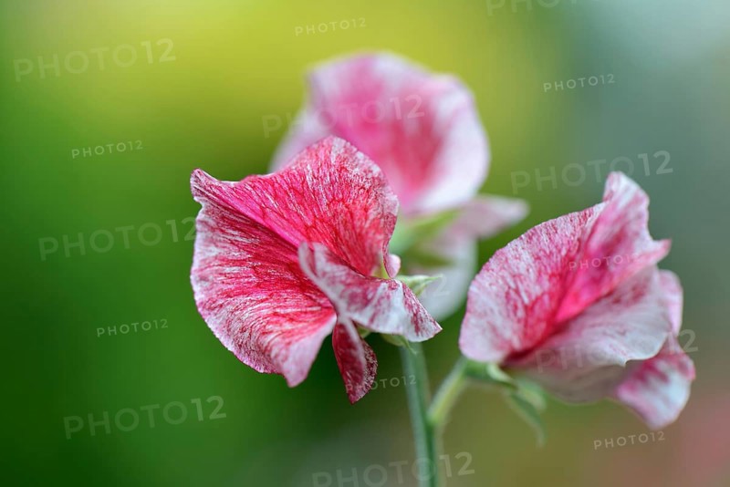 Sweet pea