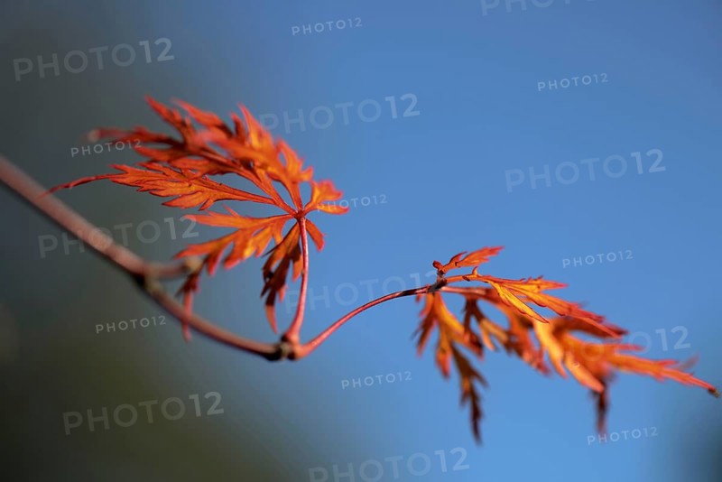 Japanese maple