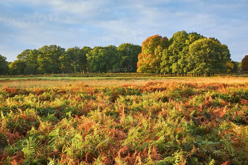 Richmond Park
