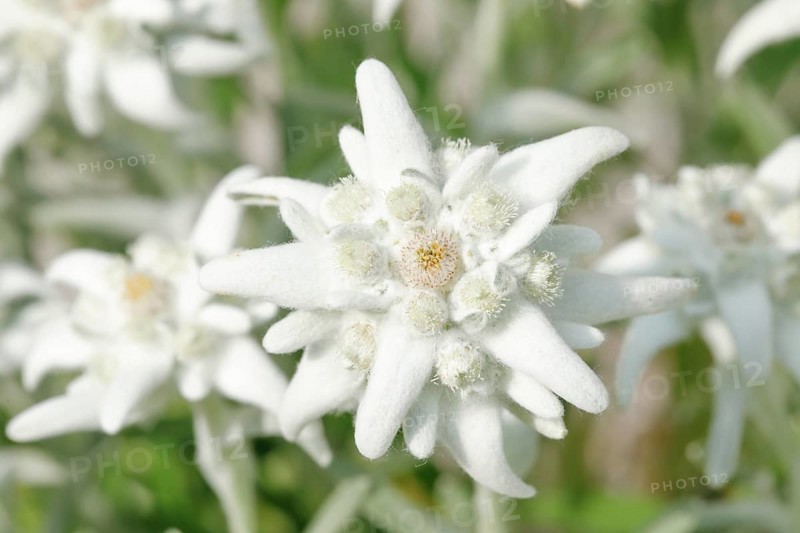 Alpine Edelweiss