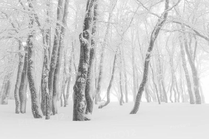 Beeches