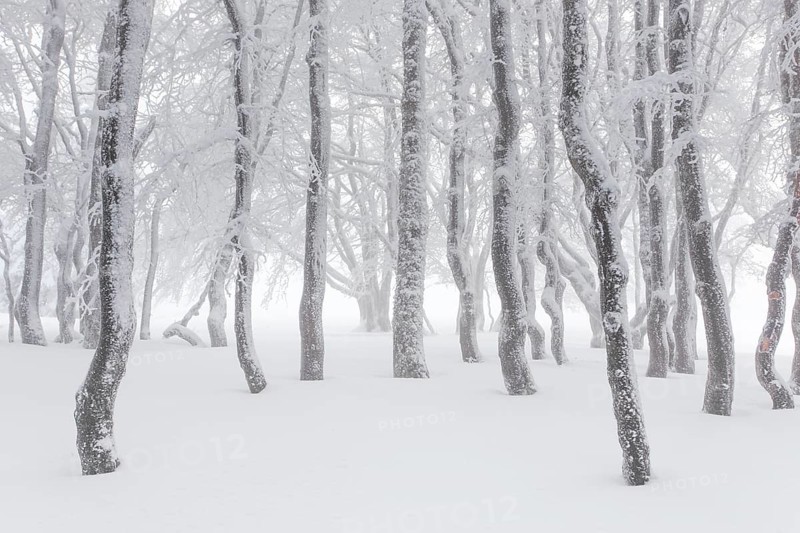 Beeches