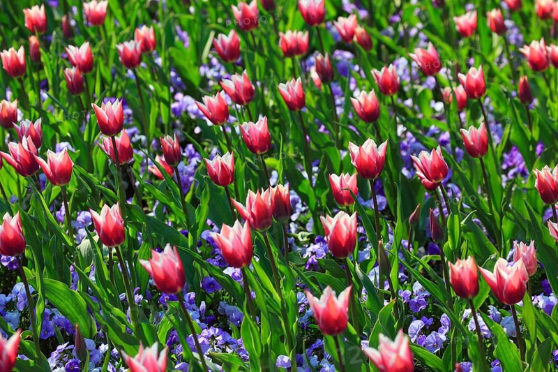 Tulips and violets
