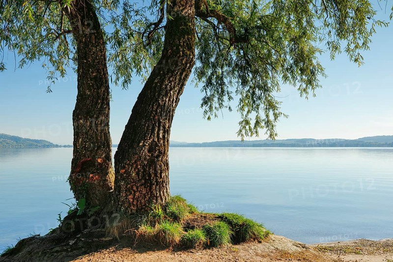 Lake Murten