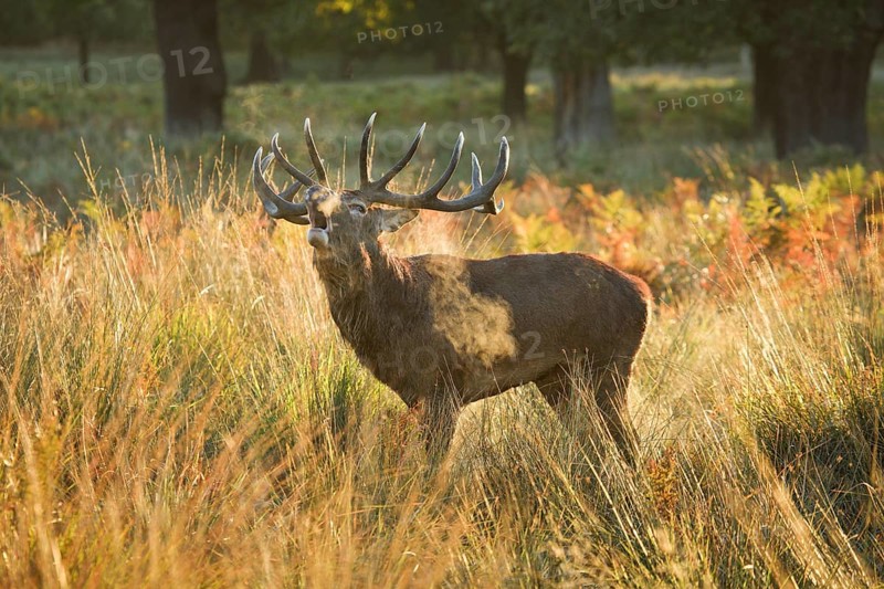 Red Deer or Hart