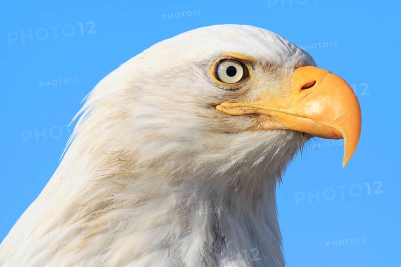 Bald eagle