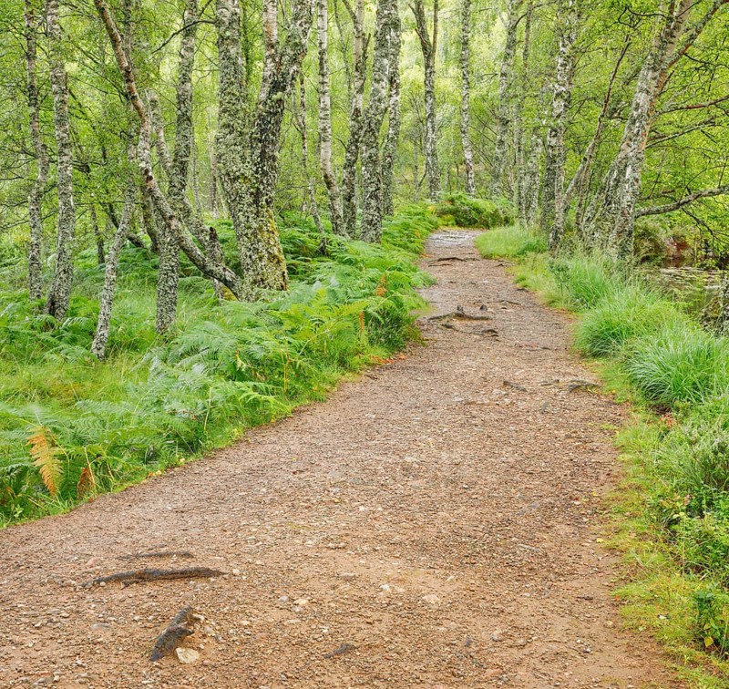 Footpath in birch forest