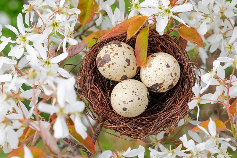 Nest in weeping pear tree