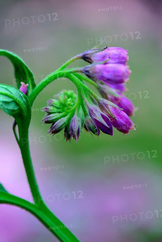 Comfrey