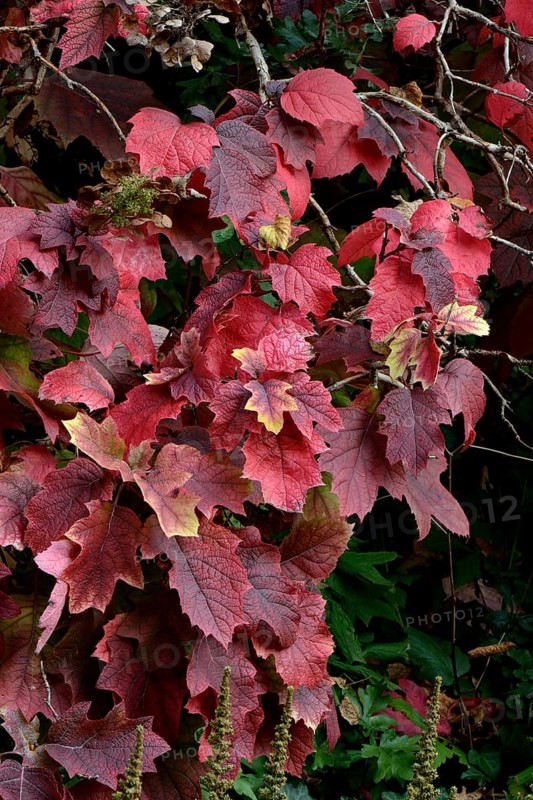 Oak-leaved hydrangea