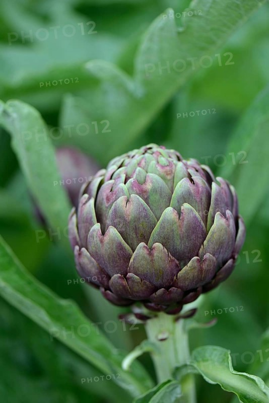 Artichoke