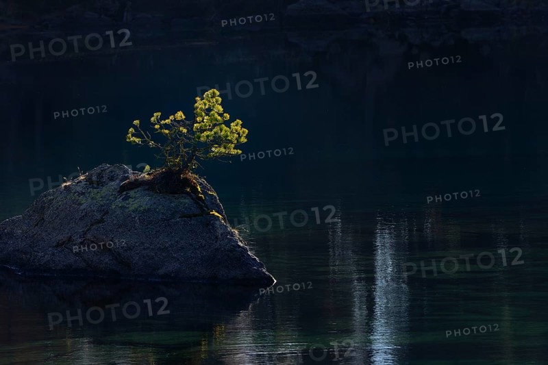 Pine on rocks in lake