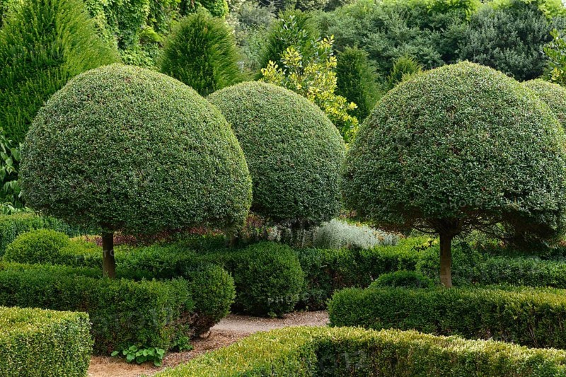 Boxwood