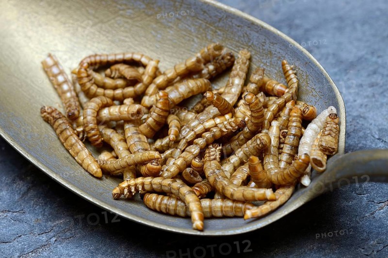Mealworms in tablespoon