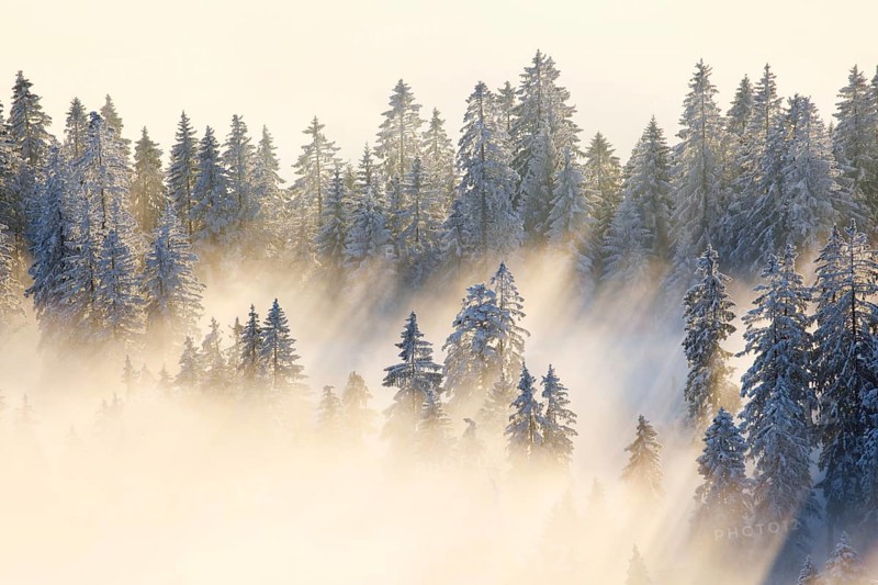 Snowy fir forest