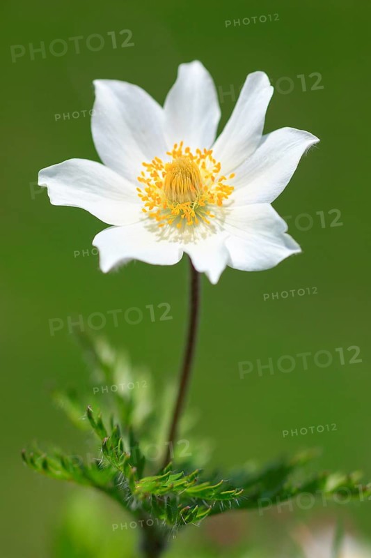 Alpine pasqueflower