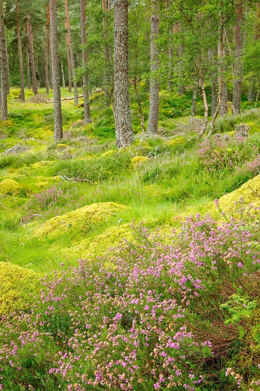 Caledonian pine forest