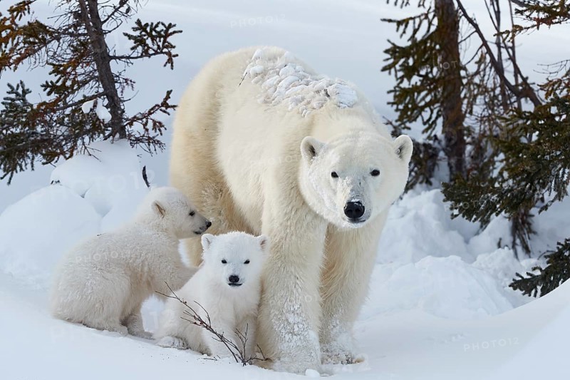 Polar bears