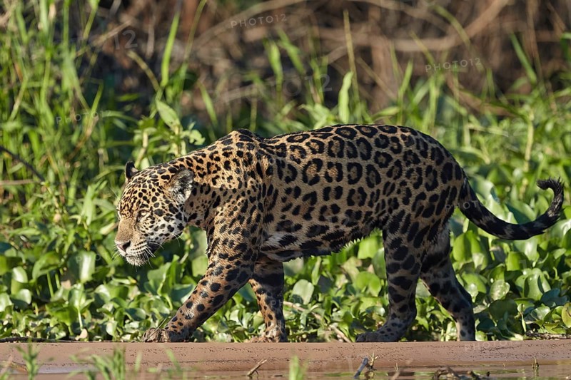 Jaguar