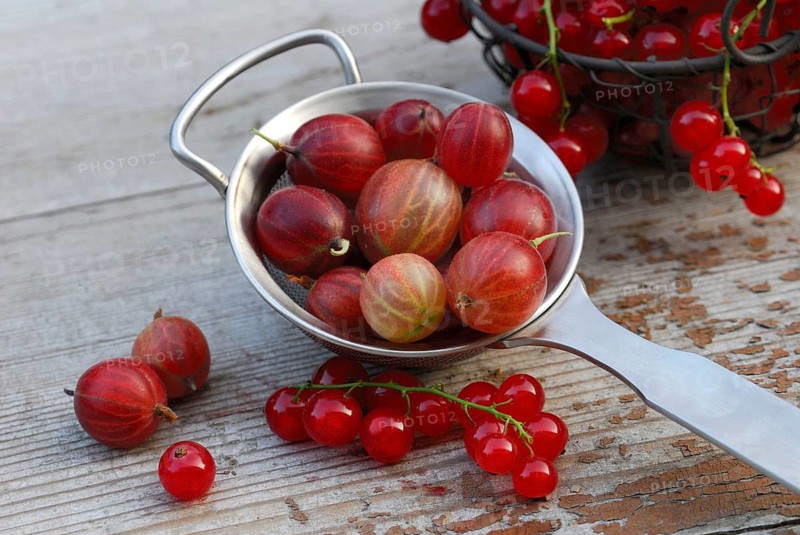 Gooseberries in sieve and Redcurrants