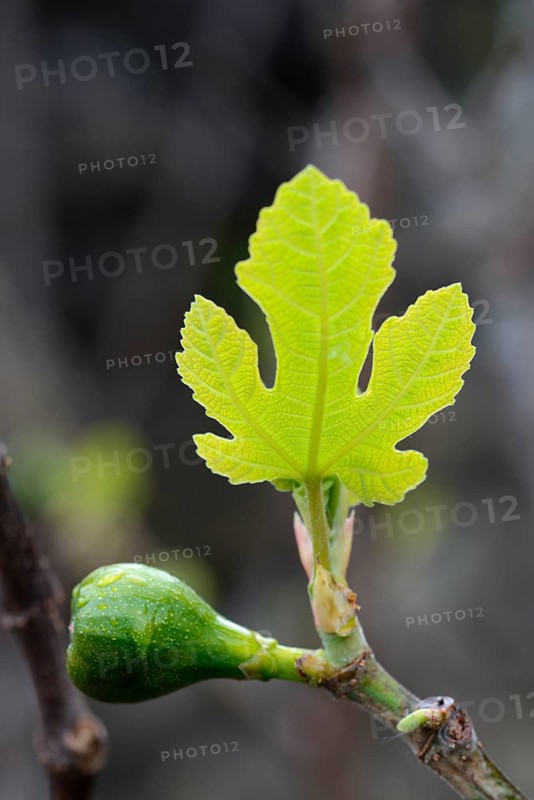 Fig