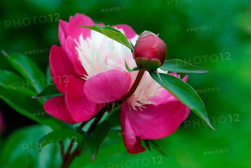 Chinese peony
