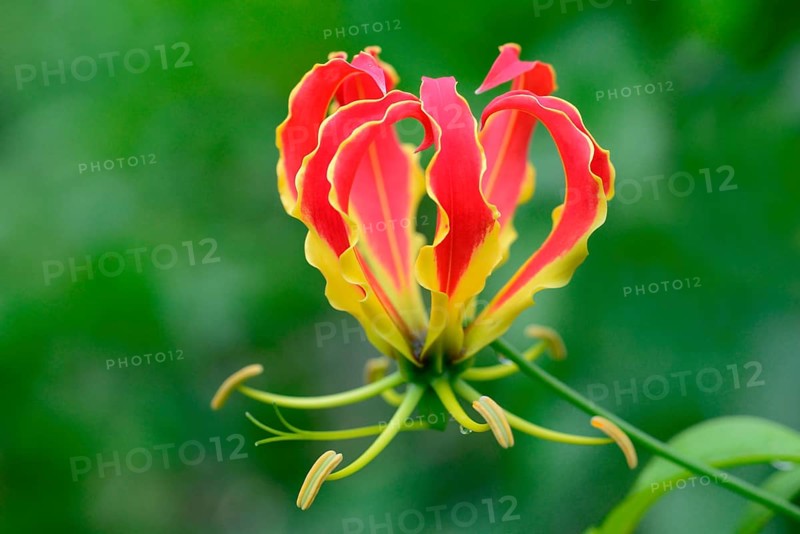 Gloriosa superba