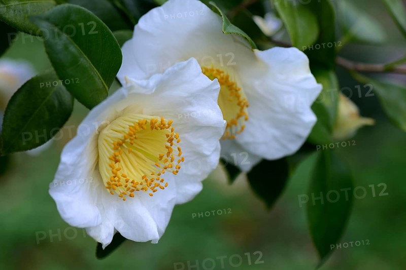 Japanese camellia
