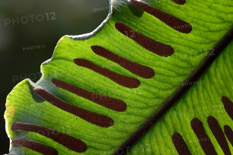 Fern