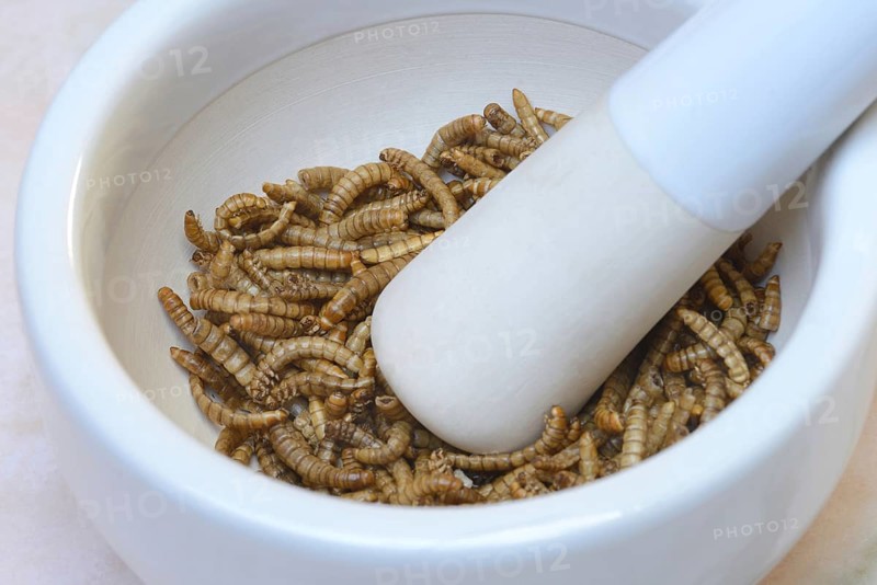 Mealworms in grating bowl