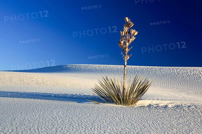 Yucca
