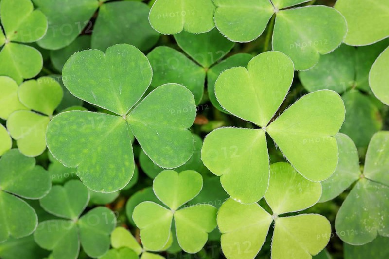 Forest clover